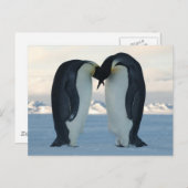 Emperor Penguin Courtship Briefkaart (Voorkant / Achterkant)