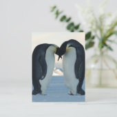 Emperor Penguin Courtship Briefkaart (Staand voorkant)