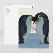 Emperor Penguin Courtship Briefkaart (Voorkant / Achterkant)