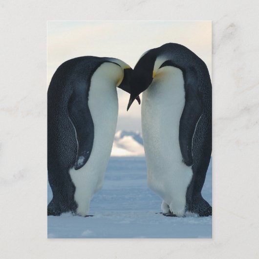 Emperor Penguin Courtship Briefkaart (Voorkant)