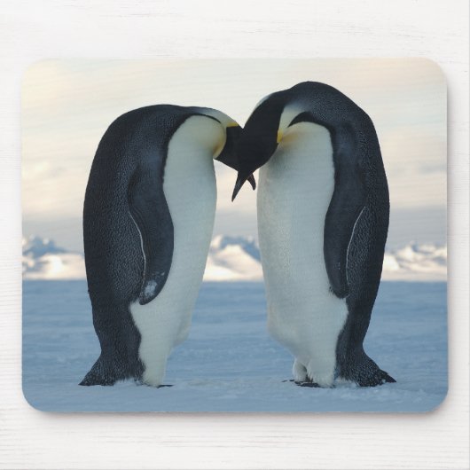 Emperor Penguin Courtship Muismat (Voorkant)