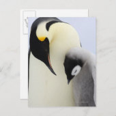 Emperor Penguin die naar de kuiken kijkt Briefkaart (Voorkant / Achterkant)