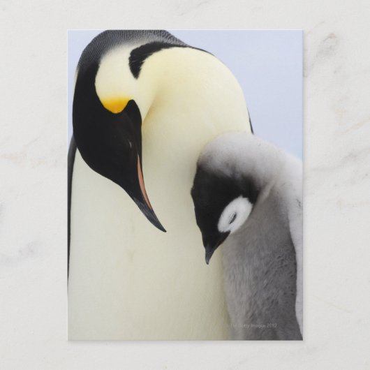 Emperor Penguin die naar de kuiken kijkt Briefkaart (Voorkant)