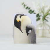 Emperor Penguin die naar de kuiken kijkt Briefkaart (Staand voorkant)