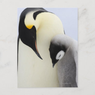 Emperor Penguin die naar de kuiken kijkt Briefkaart