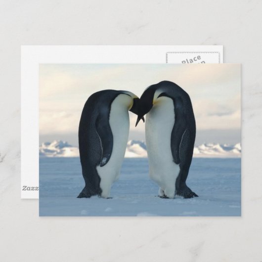 Emperor Penguin Kiss - Briefkaart (Voorkant / Achterkant)