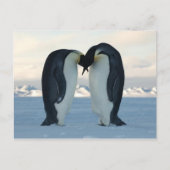 Emperor Penguin Kiss - Briefkaart (Voorkant)