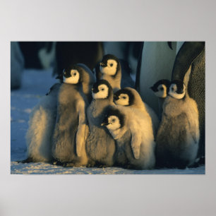 Emperor Penguin-kuikens in crèche, Aptenodytes Poster