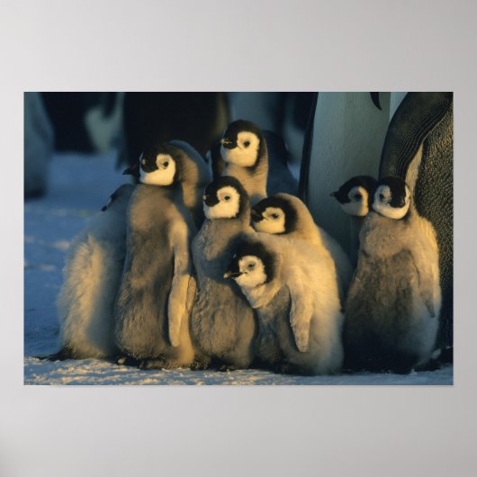 Emperor Penguin-kuikens in crèche, Aptenodytes Poster (Voorkant)