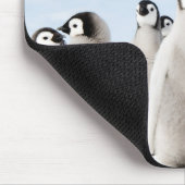 Emperor Penguin-kuikens - muismatje Muismat (Hoek)