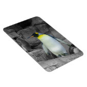 Emperor Penguin Magneet (Rechterzijde)