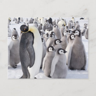 Emperor Penguin met briefkaart voor kuikens