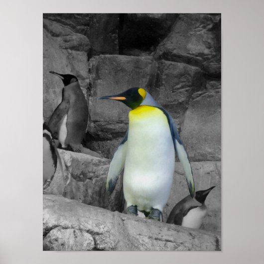 Emperor Penguin Poster (Voorkant)
