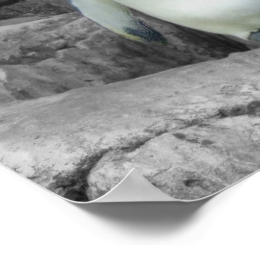 Emperor Penguin Poster (Hoek)