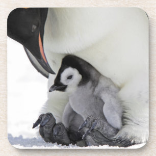 Emperor Penguin Snow Hill Island Bier Onderzetter