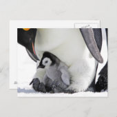 Emperor Penguin | Snow Hill Island Briefkaart (Voorkant / Achterkant)