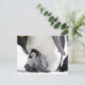 Emperor Penguin | Snow Hill Island Briefkaart (Staand voorkant)