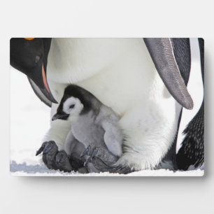 Emperor Penguin   Snow Hill Island Fotoplaat