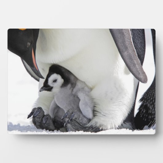 Emperor Penguin | Snow Hill Island Fotoplaat (voorkant)