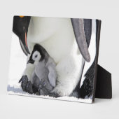 Emperor Penguin | Snow Hill Island Fotoplaat (Zijkant)