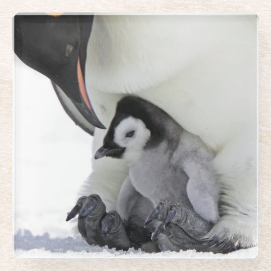 Emperor Penguin | Snow Hill Island Glazen Onderzetter (Voorkant)
