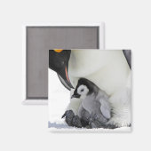 Emperor Penguin | Snow Hill Island Magneet (Voorkant / Achterkant)
