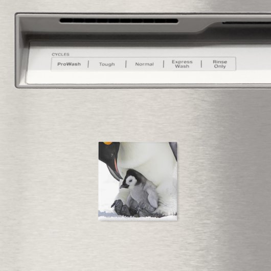 Emperor Penguin | Snow Hill Island Magneet (Insitu (Vaatwasser))