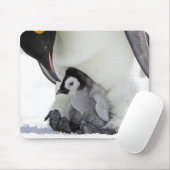 Emperor Penguin | Snow Hill Island Muismat (Met muis)