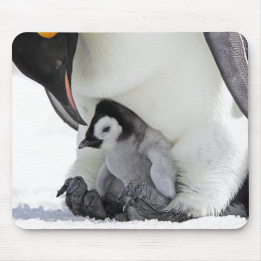 Emperor Penguin | Snow Hill Island Muismat (Voorkant)