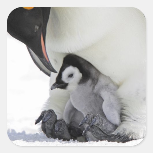 Emperor Penguin | Snow Hill Island Vierkante Sticker (Voorkant)