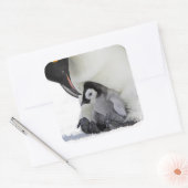 Emperor Penguin | Snow Hill Island Vierkante Sticker (Envelop)