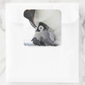 Emperor Penguin | Snow Hill Island Vierkante Sticker (Tas)