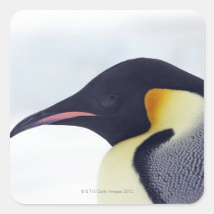 Emperor Penguin, Snow hill Island, Weddel Zee Vierkante Sticker