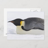 Emperor Penguin, Snow Hill Island, Weddell Zee Briefkaart (Voorkant / Achterkant)