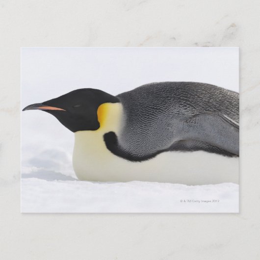 Emperor Penguin, Snow Hill Island, Weddell Zee Briefkaart (Voorkant)