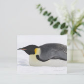 Emperor Penguin, Snow Hill Island, Weddell Zee Briefkaart (Staand voorkant)