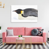 Emperor Penguin, Snow Hill Island, Weddell Zee Canvas Afdruk (Insitu (Woonkamer))