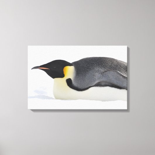 Emperor Penguin, Snow Hill Island, Weddell Zee Canvas Afdruk (Voorkant)