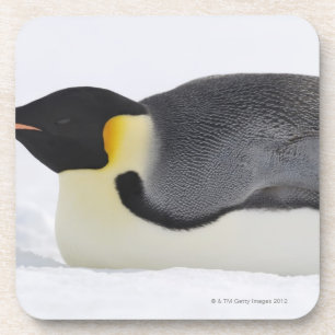 Emperor Penguin, Snow Hill Island, Weddell Zee Onderzetter