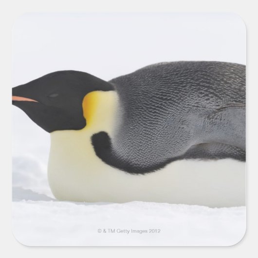 Emperor Penguin, Snow Hill Island, Weddell Zee Vierkante Sticker (Voorkant)