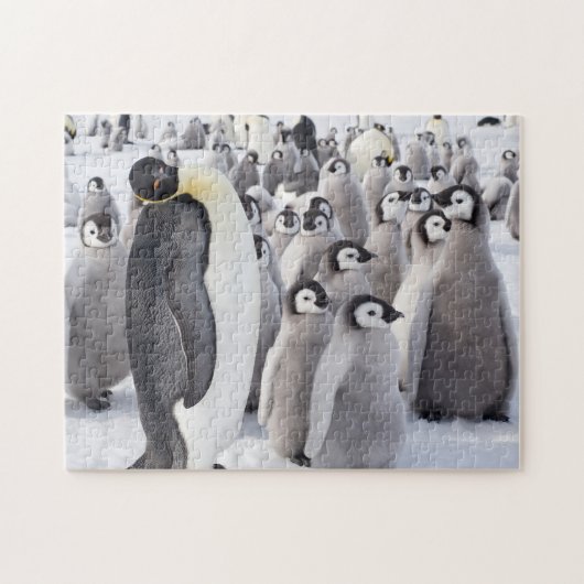 Emperor Penguin volwassen met kuikens Legpuzzel (Horizontaal)