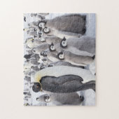 Emperor Penguin volwassen met kuikens Legpuzzel (Verticaal)