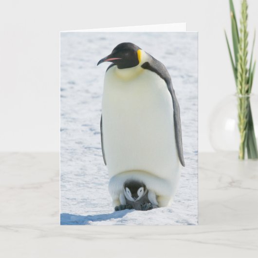 Emperor Penguin with Chick- note card Kaart (Voorkant)
