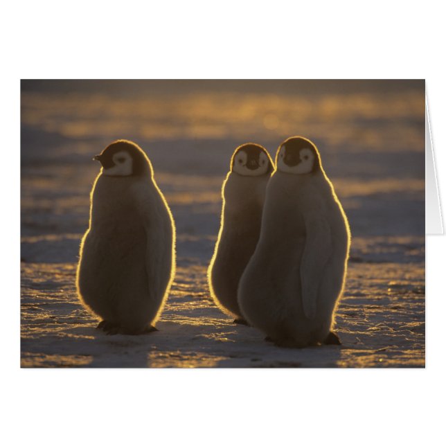Emperor Penguins (Voorkant Horizontaal)