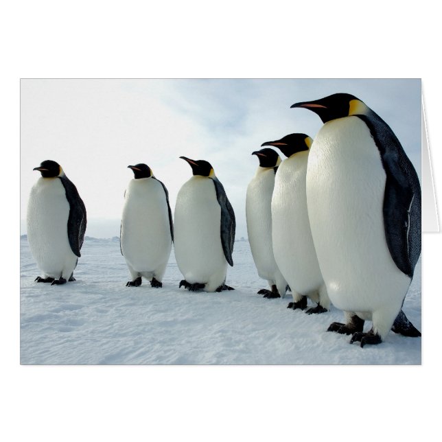 Emperor Penguins (Voorkant Horizontaal)
