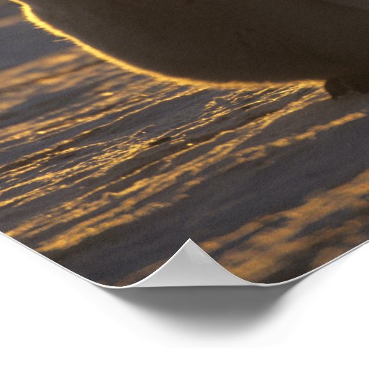 Emperor Penguins, Aptenodytes forsteri), 2 Poster (Hoek)