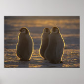 Emperor Penguins, Aptenodytes forsteri), 2 Poster (Voorkant)