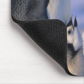 Emperor Penguins (Aptenodytes forsteri) Volwassene Muismat (Hoek)