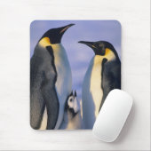 Emperor Penguins (Aptenodytes forsteri) Volwassene Muismat (Met muis)
