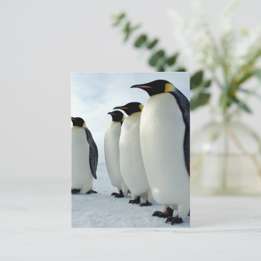 Emperor Penguins Briefkaart (Staand voorkant)